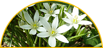 Bogenbild Star of Bethlehem